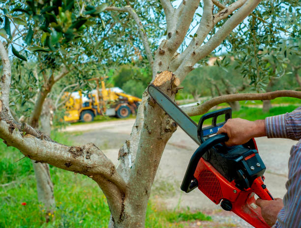 Dead Tree Removal in Woodland Beach, MI